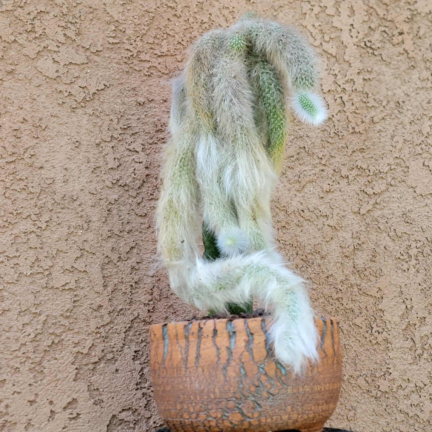 Cleistocactus colademononis - Monkey Tail Cactus