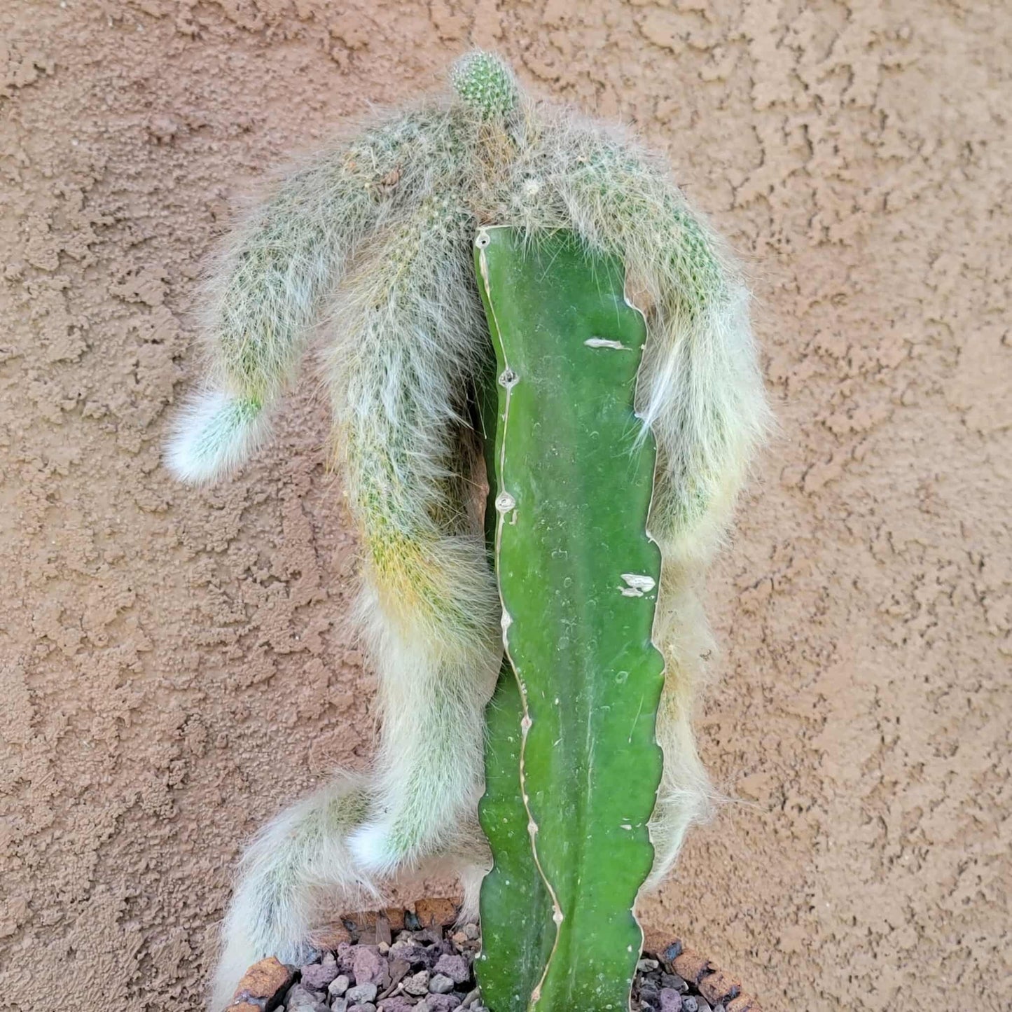 Cleistocactus colademononis - Monkey Tail Cactus
