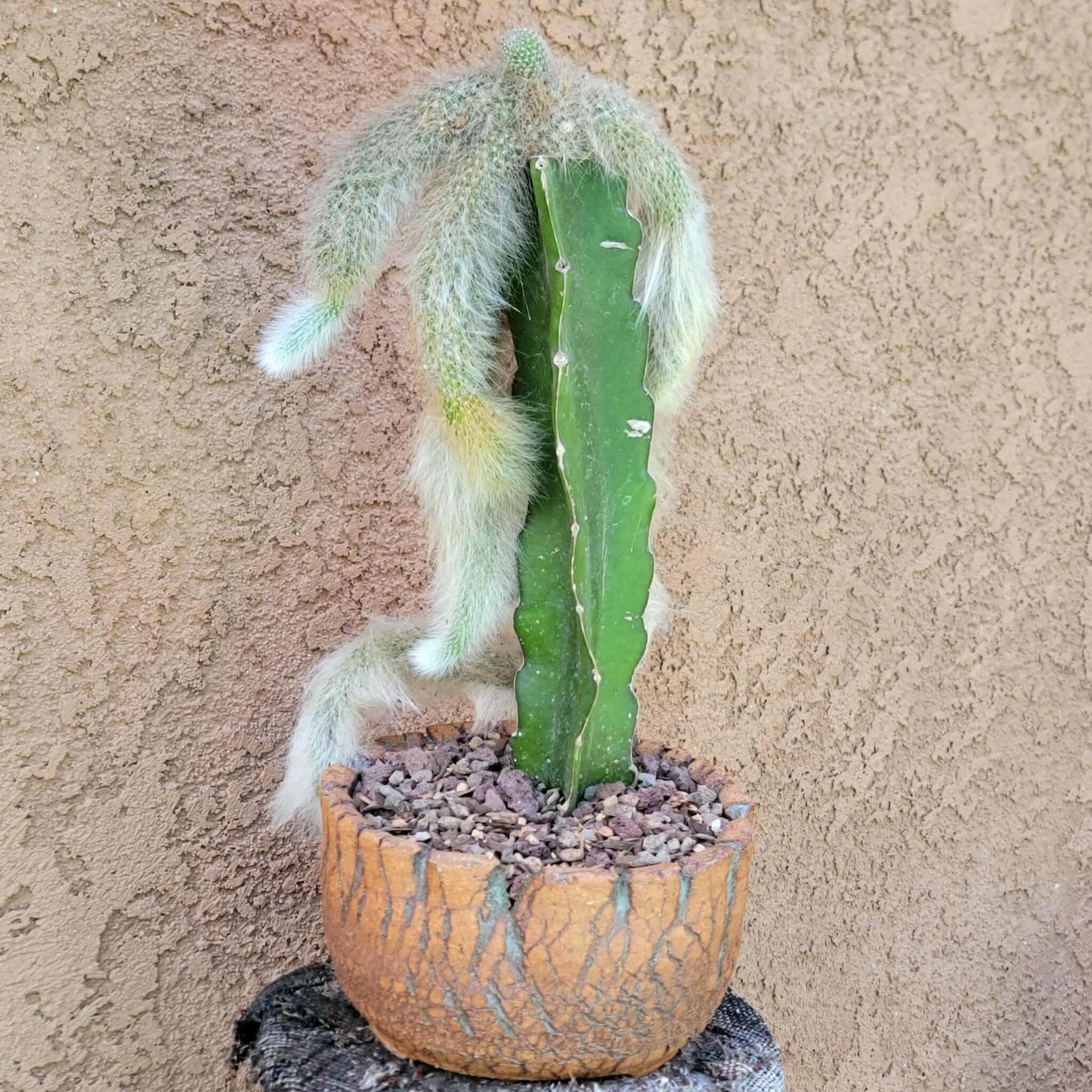 Cleistocactus colademononis - Monkey Tail Cactus