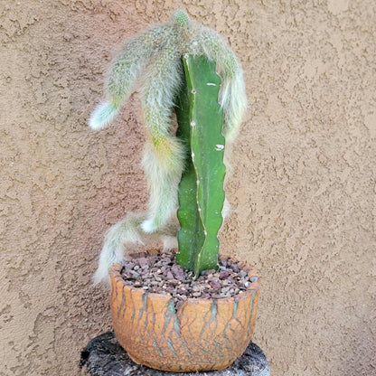 Cleistocactus colademononis - Monkey Tail Cactus