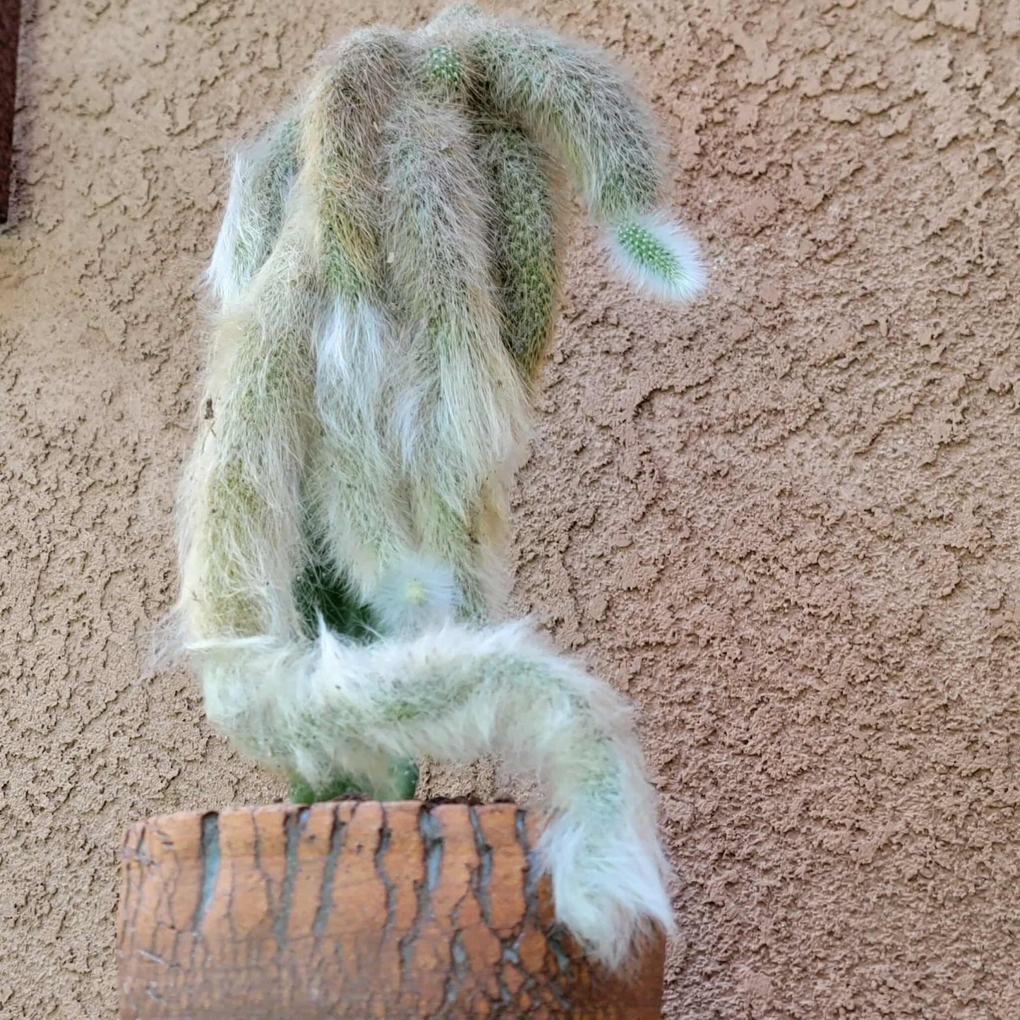 Cleistocactus colademononis - Monkey Tail Cactus