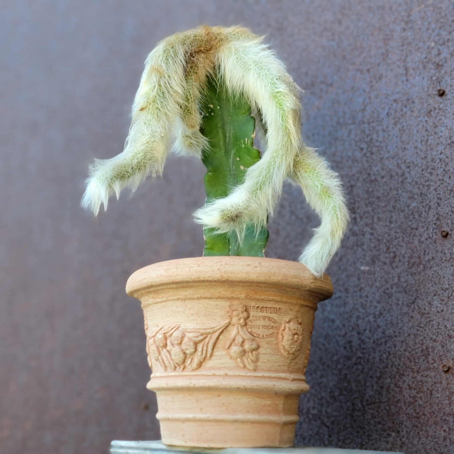 Cleistocactus colademononis - Monkey Tail Cactus