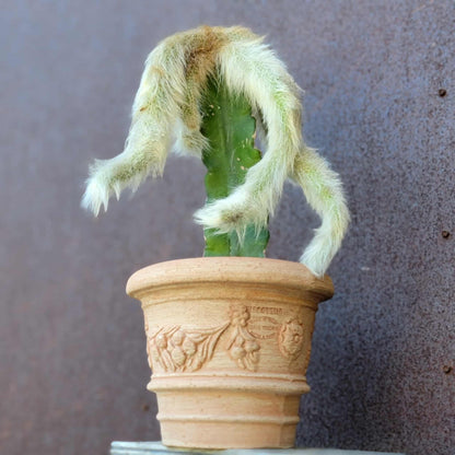 Cleistocactus colademononis - Monkey Tail Cactus