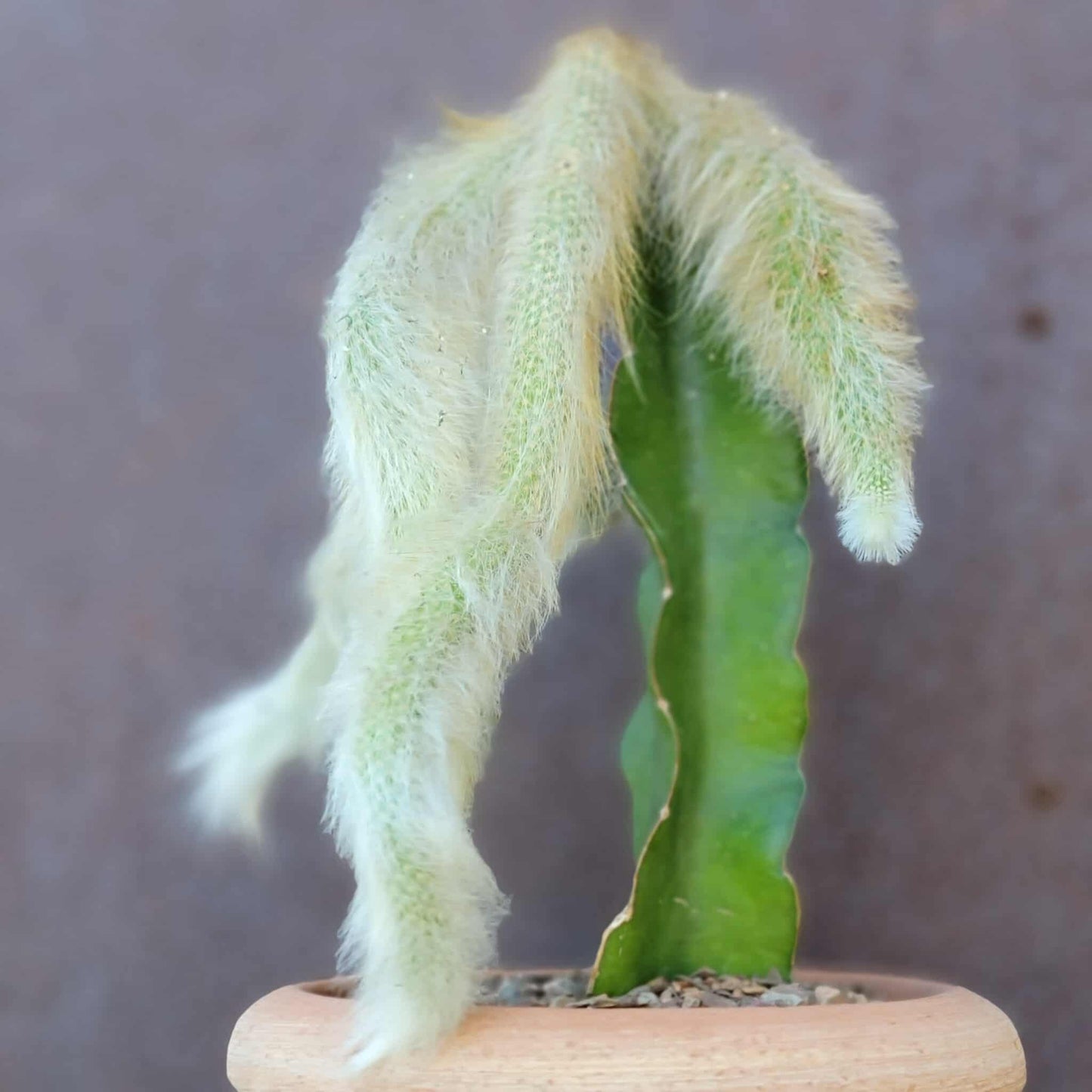Cleistocactus colademononis - Monkey Tail Cactus