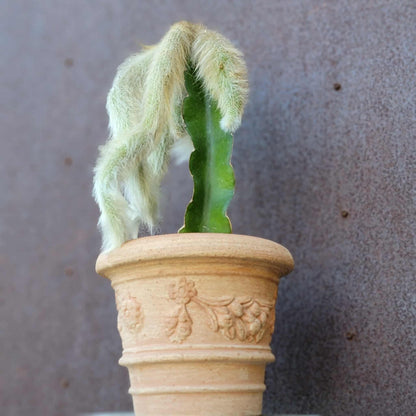Cleistocactus colademononis - Monkey Tail Cactus