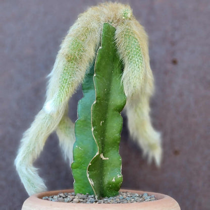 Cleistocactus colademononis - Monkey Tail Cactus