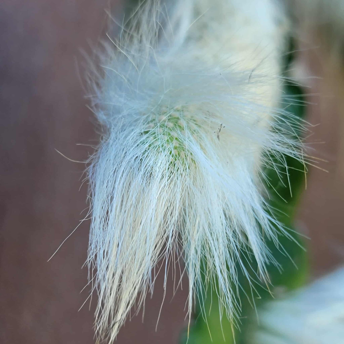 Cleistocactus colademononis - Monkey Tail Cactus