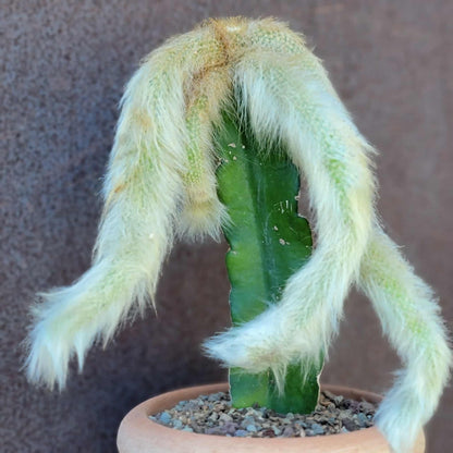 Cleistocactus colademononis - Monkey Tail Cactus