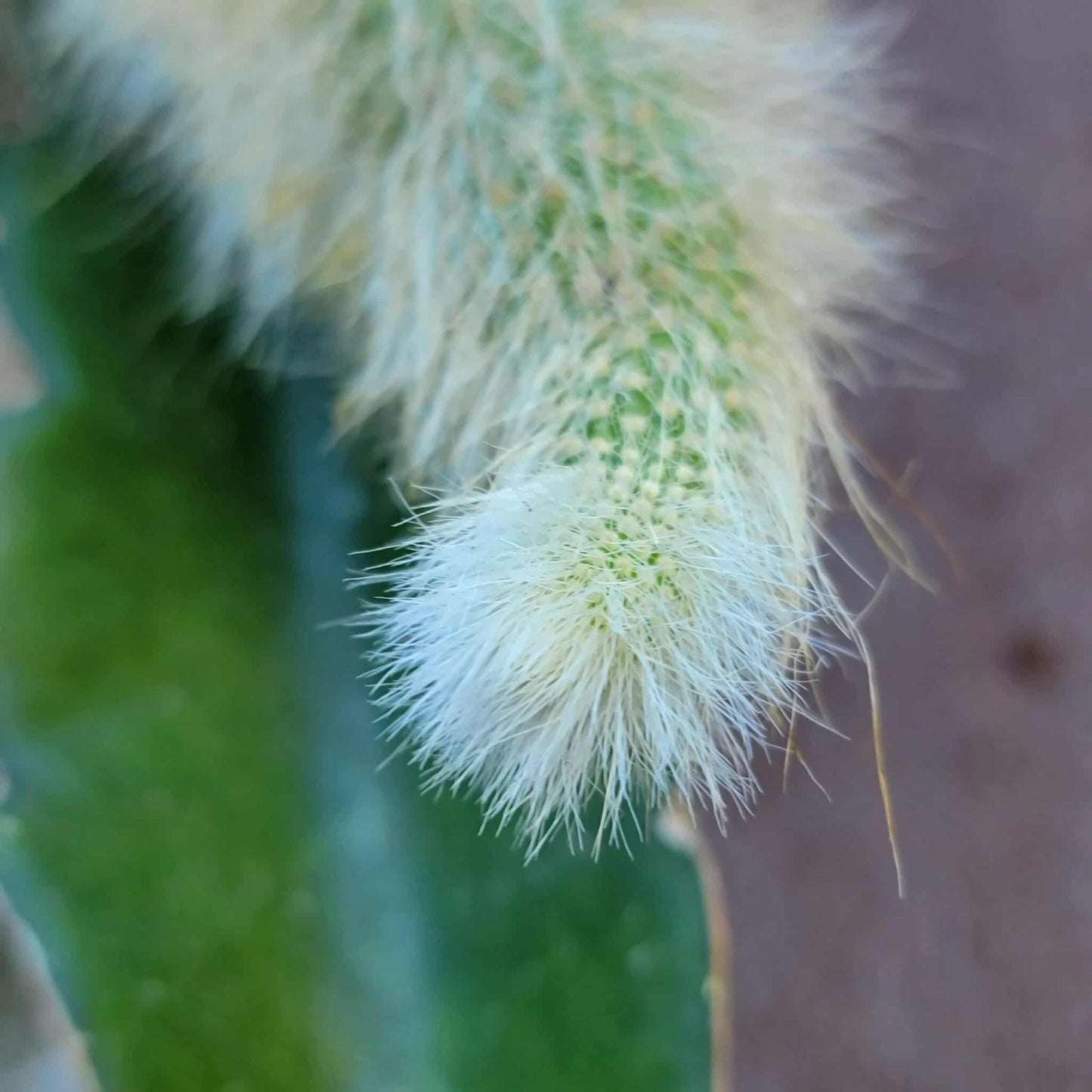 Cleistocactus colademononis - Monkey Tail Cactus