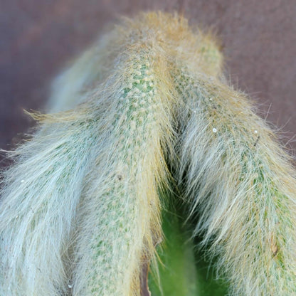 Cleistocactus colademononis - Monkey Tail Cactus