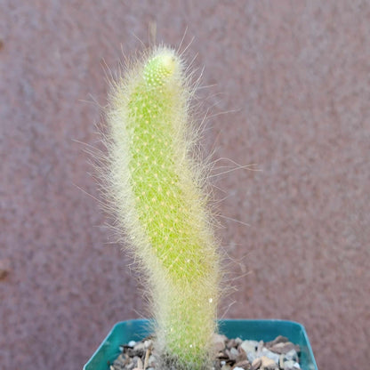 Cactus Bundle #1 -  4 Varieties