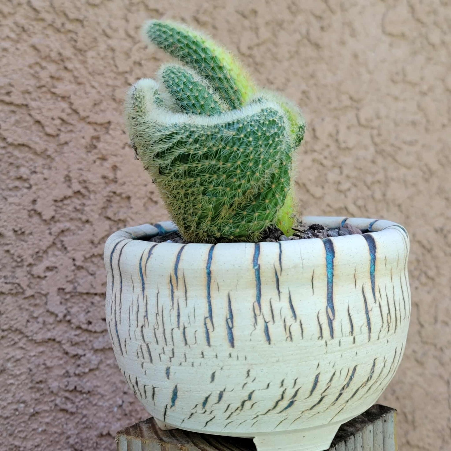 Cleistocactus colademononis cristata variegata - Variegated Crested Monkey Tail Cactus