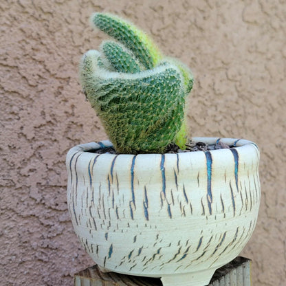 Cleistocactus colademononis cristata variegata - Variegated Crested Monkey Tail Cactus