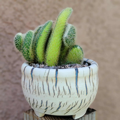 Cleistocactus colademononis cristata variegata - Variegated Crested Monkey Tail Cactus