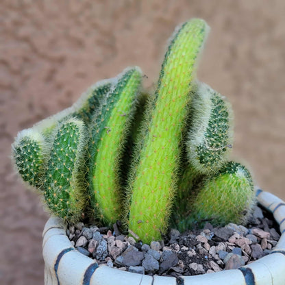 Cleistocactus colademononis cristata variegata - Variegated Crested Monkey Tail Cactus