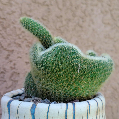 Cleistocactus colademononis cristata variegata - Variegated Crested Monkey Tail Cactus