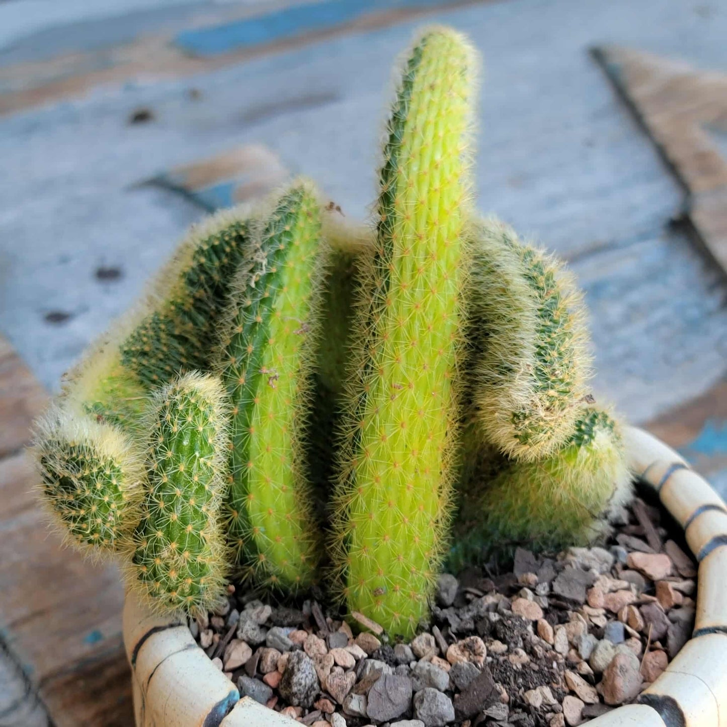 Cleistocactus colademononis cristata variegata - Variegated Crested Monkey Tail Cactus