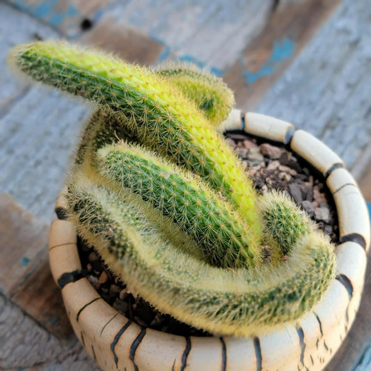 Cleistocactus colademononis cristata variegata - Variegated Crested Monkey Tail Cactus