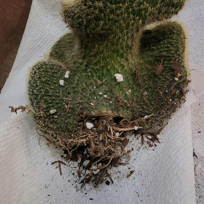 Cleistocactus colademononis cristata variegata - Variegated Crested Monkey Tail Cactus