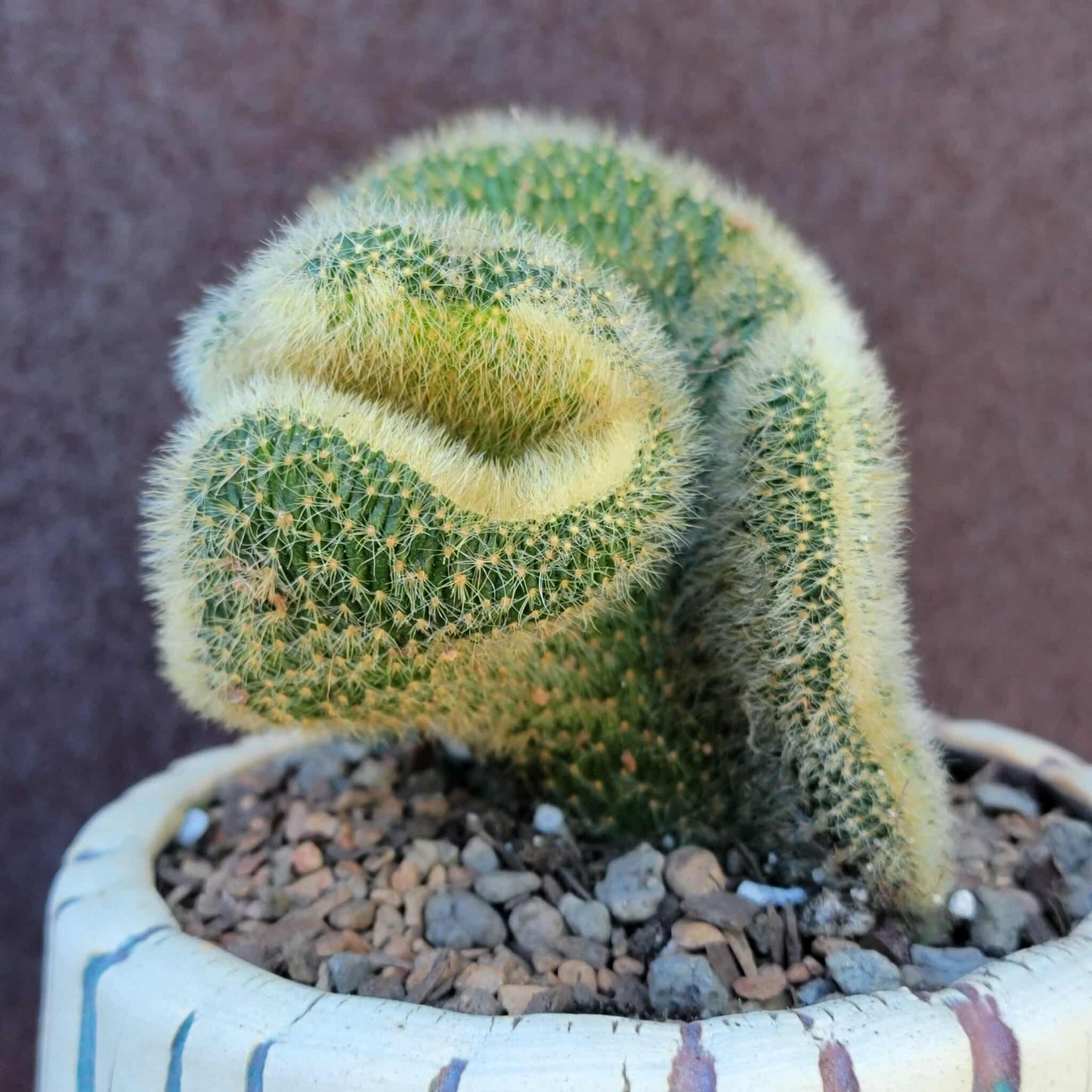 Cleistocactus colademononis cristata variegata - Variegated Crested Monkey Tail Cactus