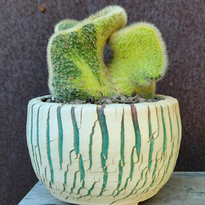 Cleistocactus colademononis cristata variegata - Variegated Crested Monkey Tail Cactus
