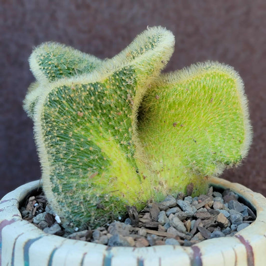 Cleistocactus colademononis cristata variegata - Variegated Crested Monkey Tail Cactus