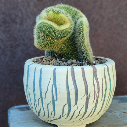 Cleistocactus colademononis cristata variegata - Variegated Crested Monkey Tail Cactus