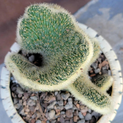 Cleistocactus colademononis cristata variegata - Variegated Crested Monkey Tail Cactus