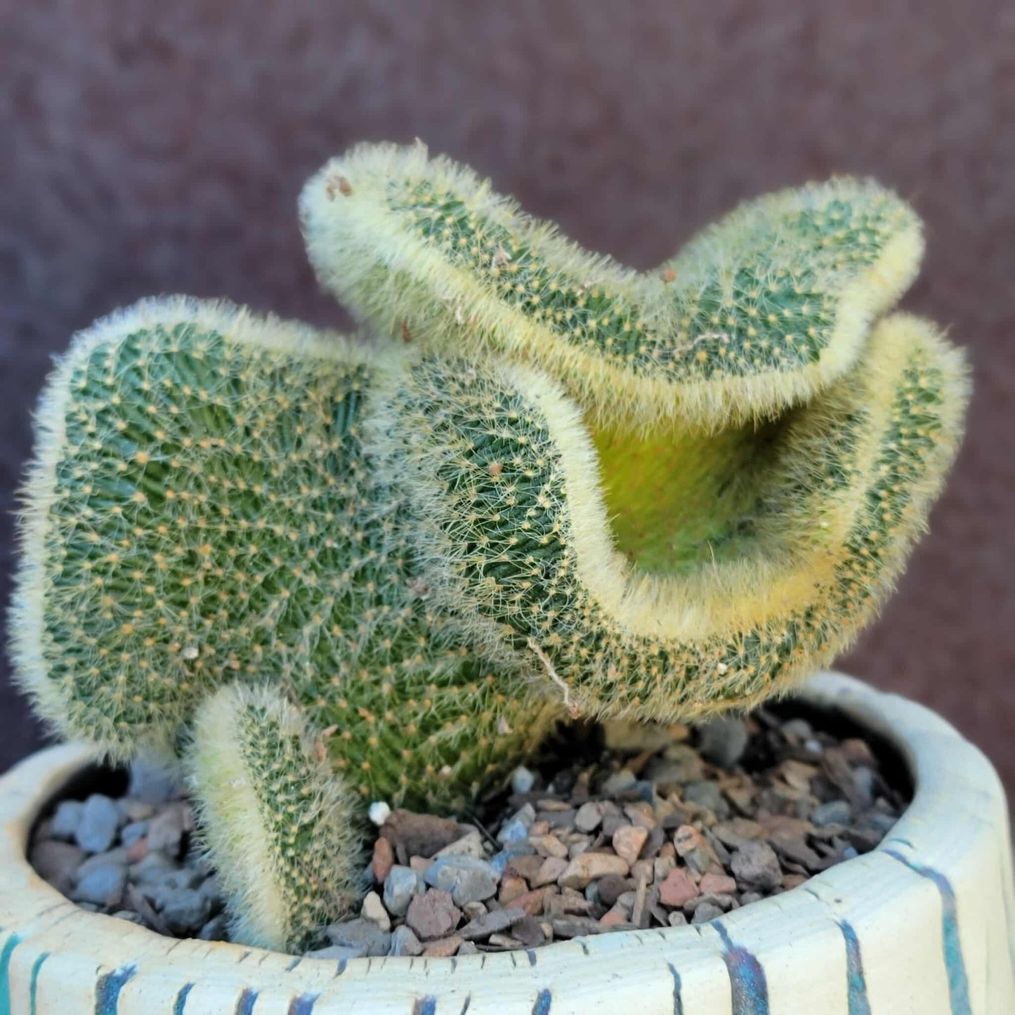 Cleistocactus colademononis cristata variegata - Variegated Crested Monkey Tail Cactus