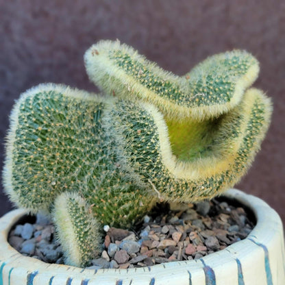 Cleistocactus colademononis cristata variegata - Variegated Crested Monkey Tail Cactus