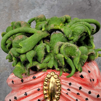 Cleistocactus colademononis inermis cristata - Crested Monkey Tail - XL