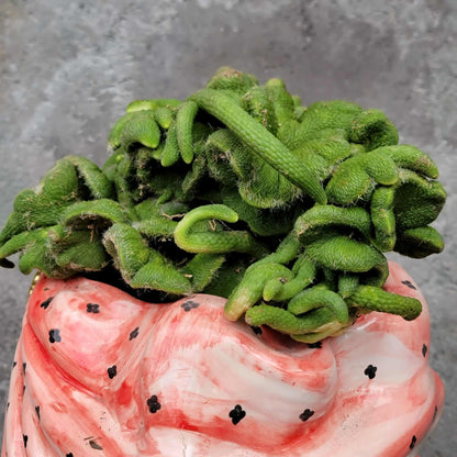 Cleistocactus colademononis inermis cristata - Crested Monkey Tail - XL
