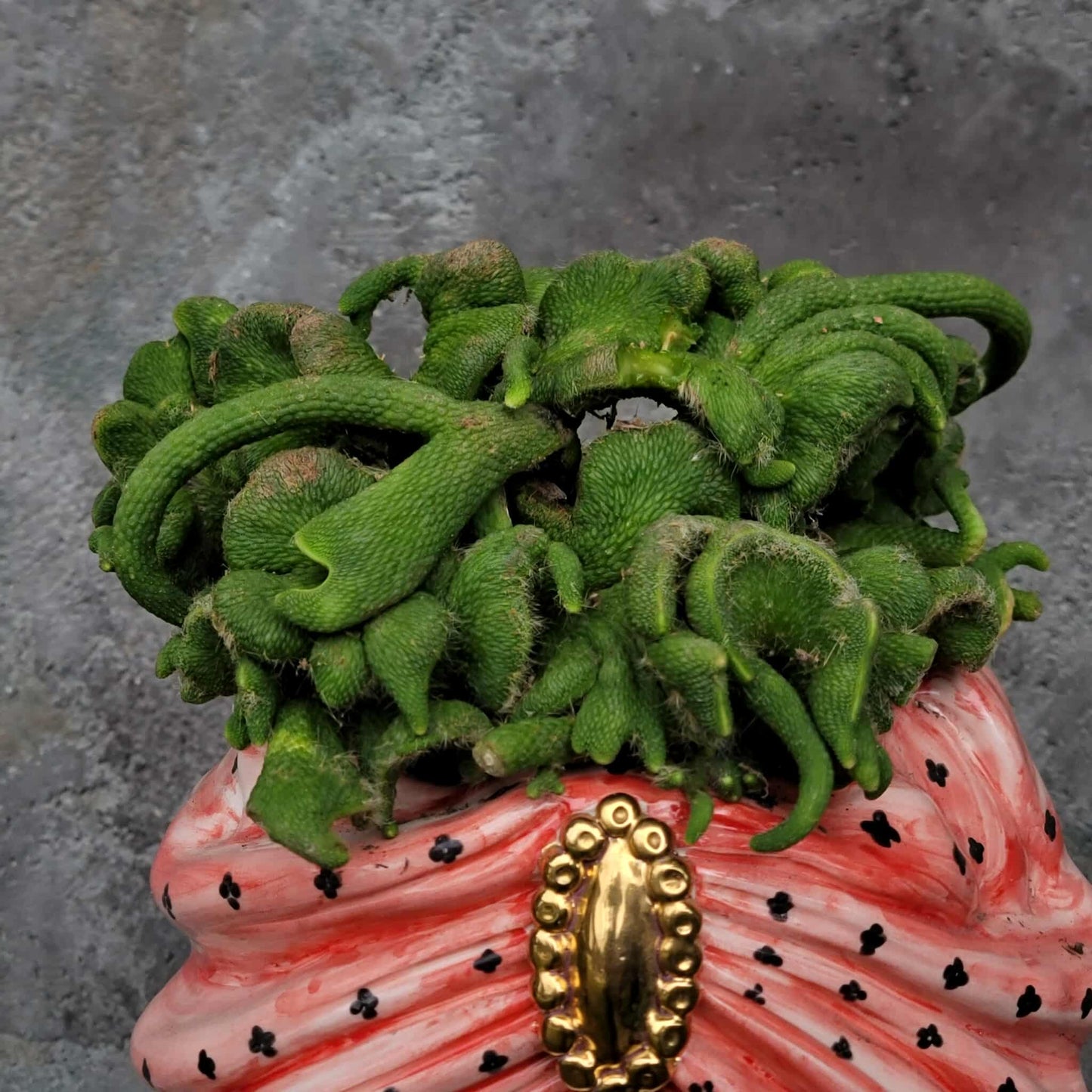 Cleistocactus colademononis inermis cristata - Crested Monkey Tail - XL