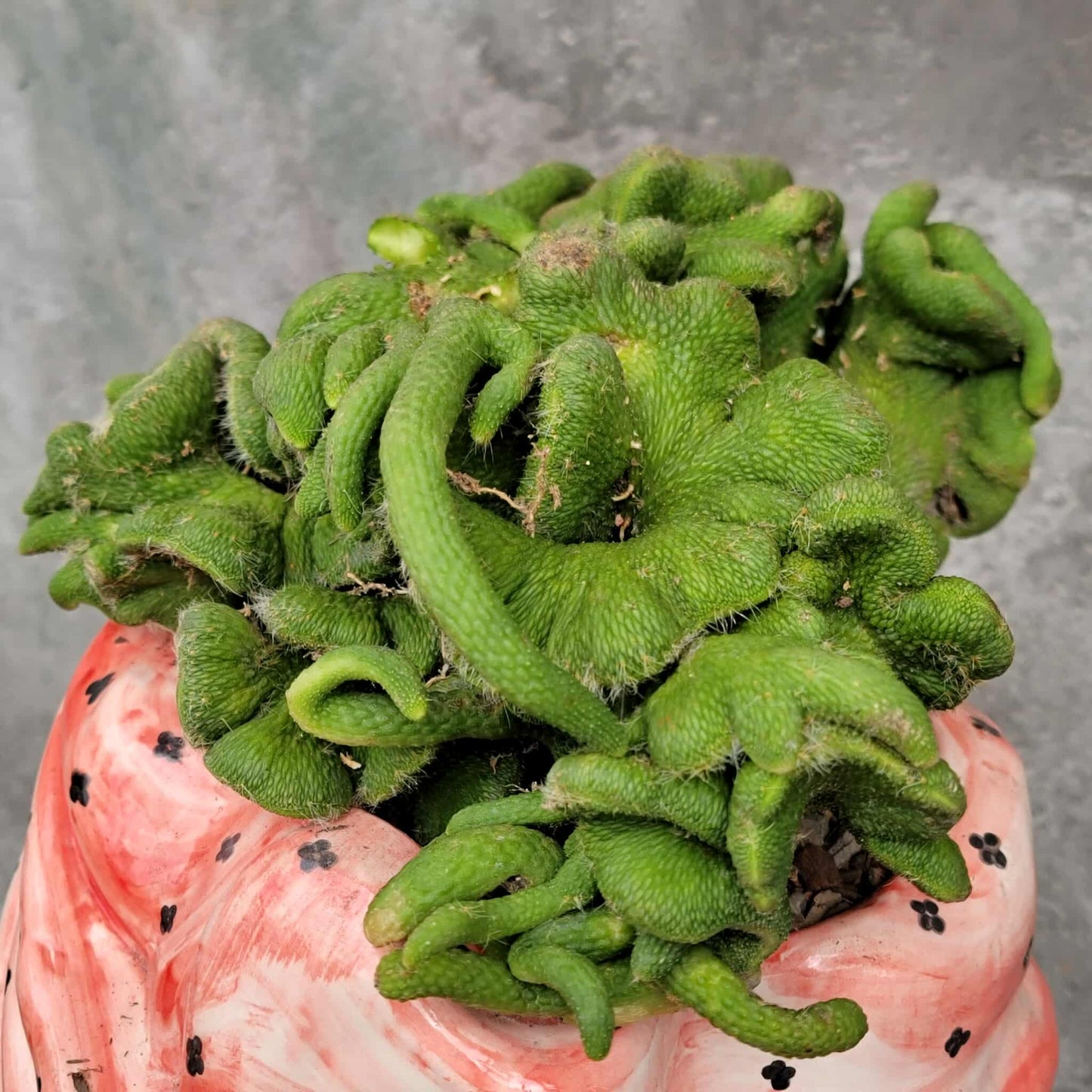 Cleistocactus colademononis inermis cristata - Crested Monkey Tail - XL
