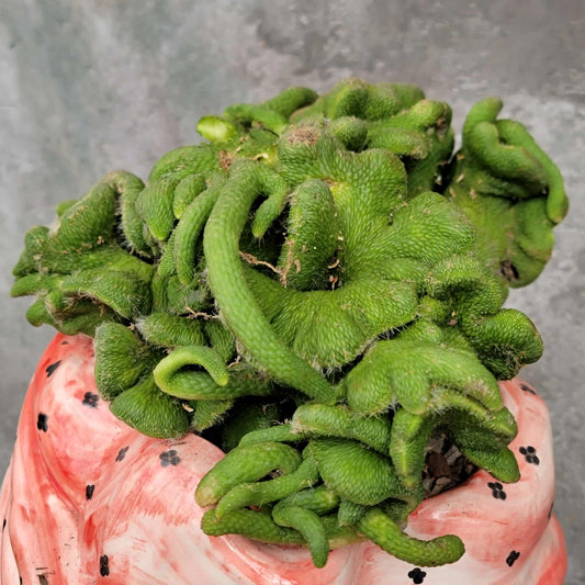 Cleistocactus colademononis inermis cristata - Crested Monkey Tail - XL