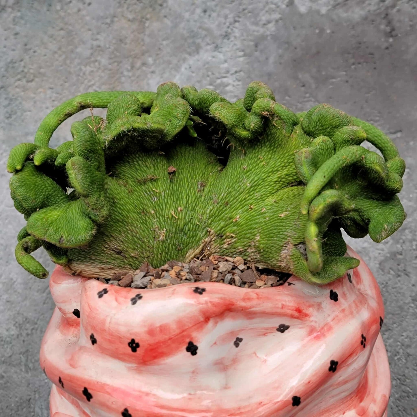 Cleistocactus colademononis inermis cristata - Crested Monkey Tail - XL