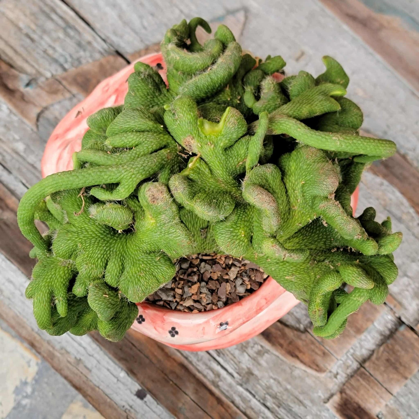 Cleistocactus colademononis inermis cristata - Crested Monkey Tail - XL