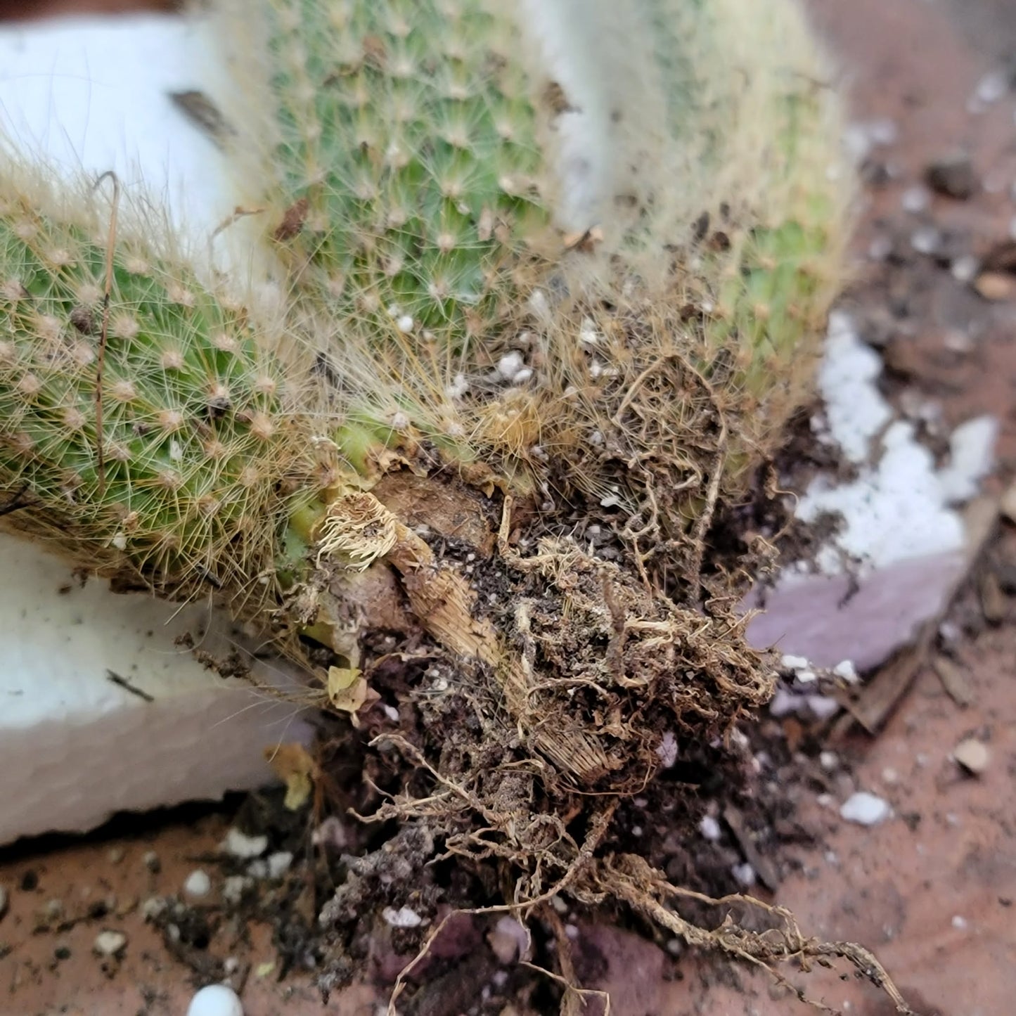 Cleistocactus colademononis variegata - Variegated Monkey Tail Cactus - Large Cluster