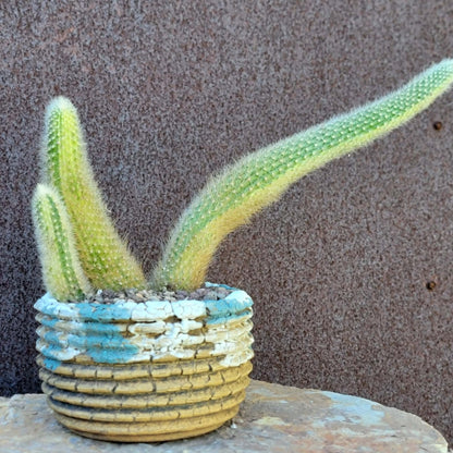 Cleistocactus colademononis variegata - Variegated Monkey Tail Cactus - Large Cluster