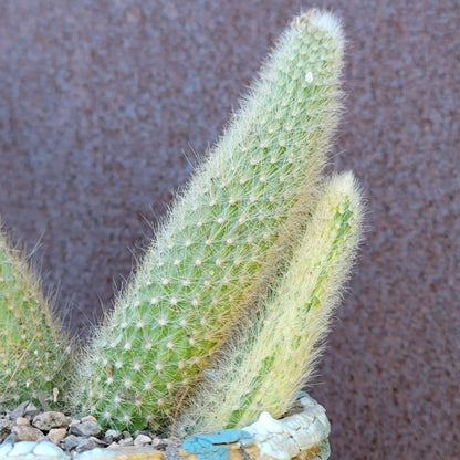 Cleistocactus colademononis variegata - Variegated Monkey Tail Cactus - Large Cluster