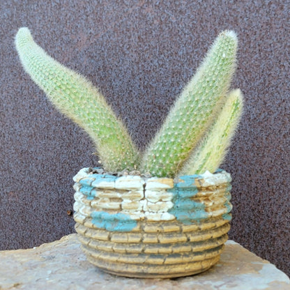 Cleistocactus colademononis variegata - Variegated Monkey Tail Cactus - Large Cluster