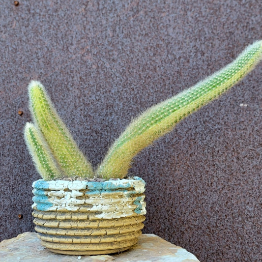 Cleistocactus colademononis variegata - Variegated Monkey Tail Cactus - Large Cluster