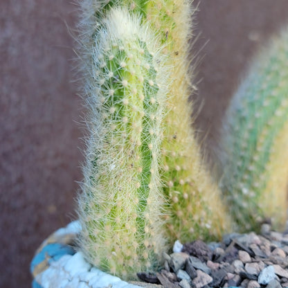Cleistocactus colademononis variegata - Variegated Monkey Tail Cactus - Large Cluster