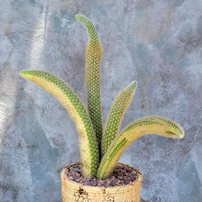 Cleistocactus colademononis variegata - Variegated Monkey Tail Cactus