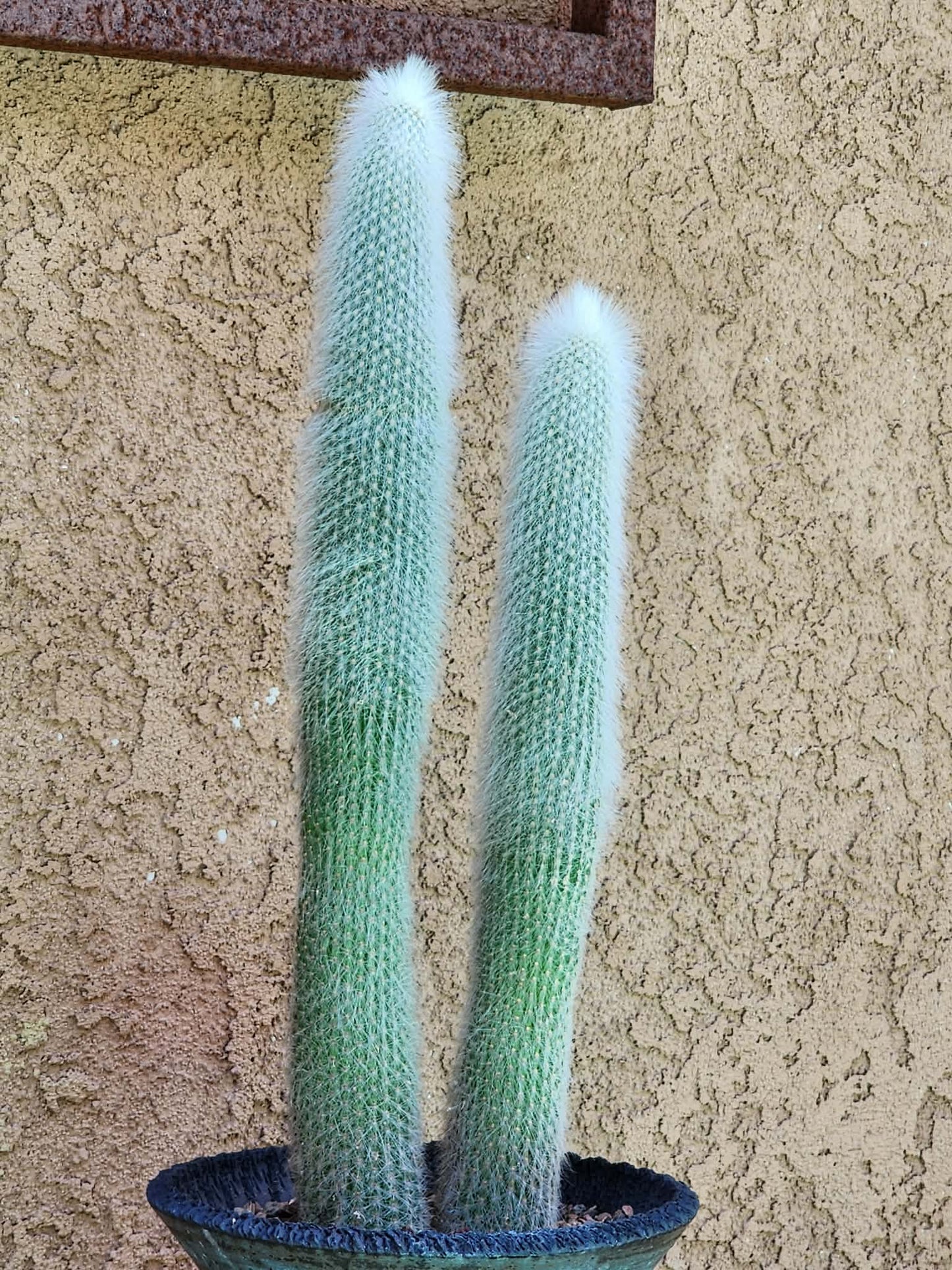 Cleistocactus strausii - 2 Arms