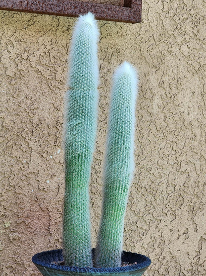 Cleistocactus strausii - 2 Arms