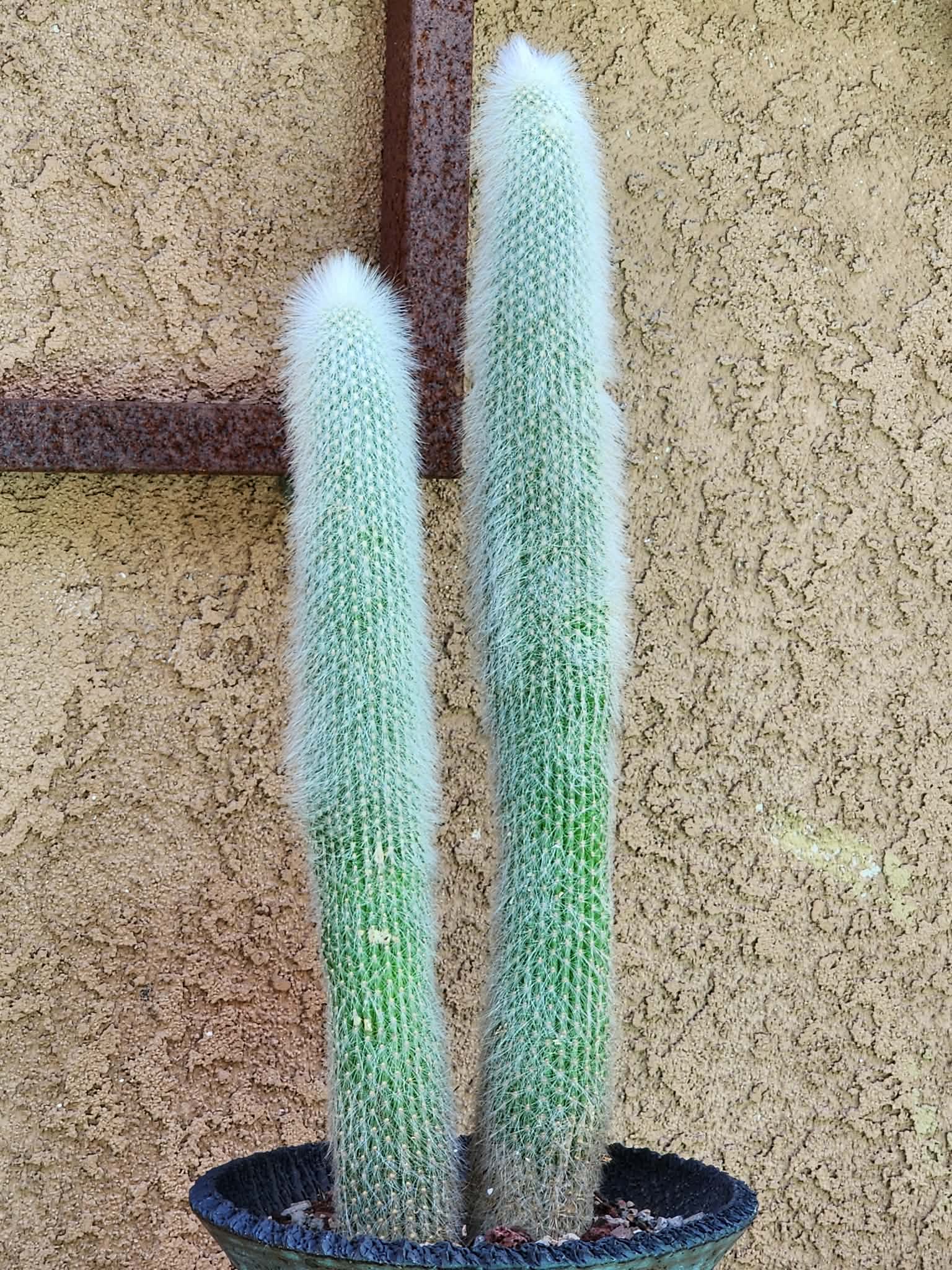 Cleistocactus strausii - 2 Arms collector cactus specimen