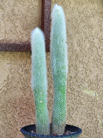 Cleistocactus strausii - 2 Arms collector cactus specimen