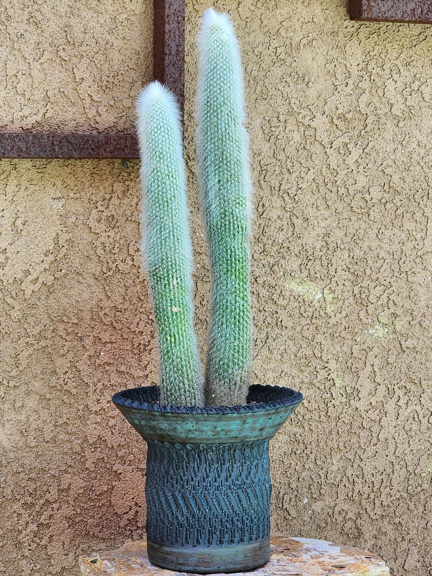 Cleistocactus strausii - 2 Arms