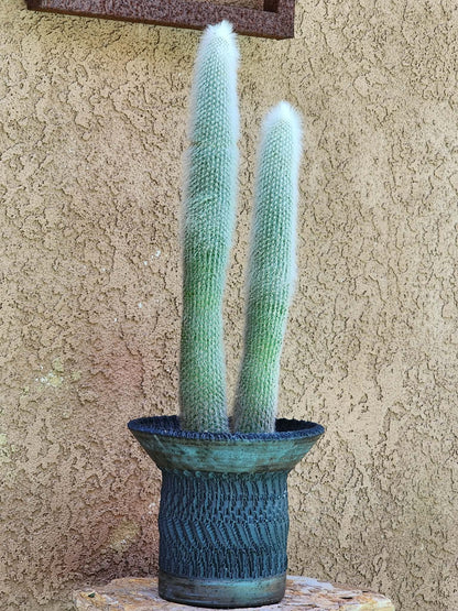Cleistocactus strausii - 2 Arms